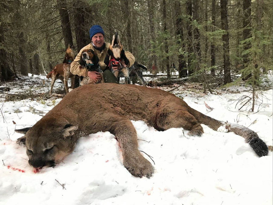 Cougar Hunt in BC