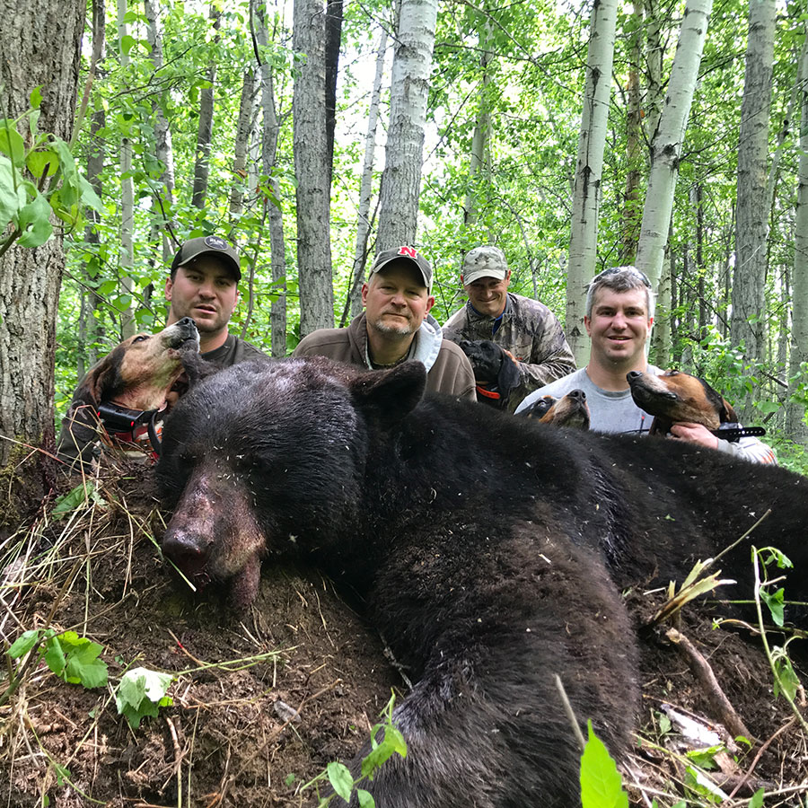 BC Bear Hunting