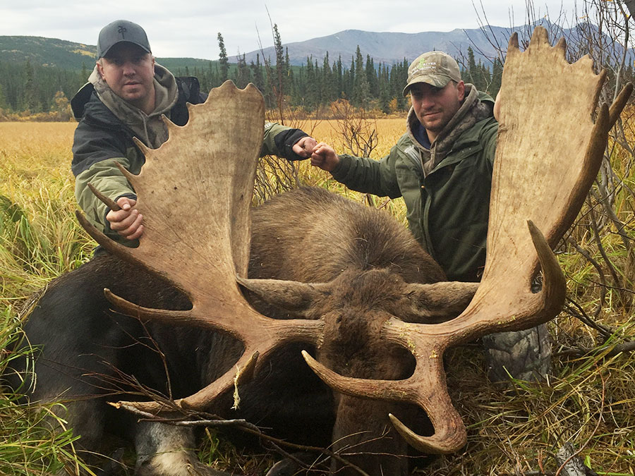 Bull Moose Hunt